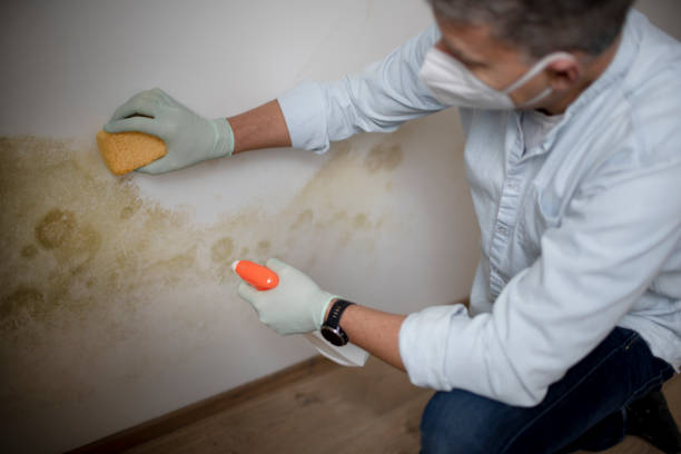 Best Asbestos and Lead Testing During Mold Inspection  in Eagleton Village, TN